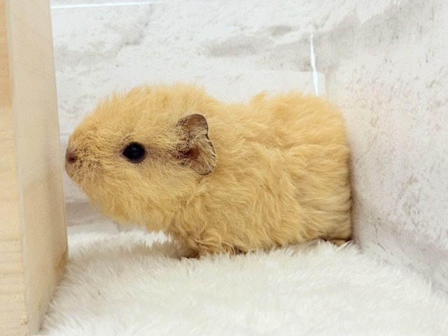 テディモルモット