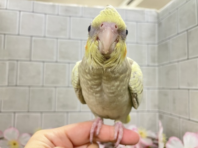 オカメインコ