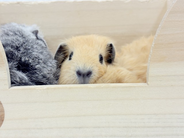 ロシアンスモークモルモット