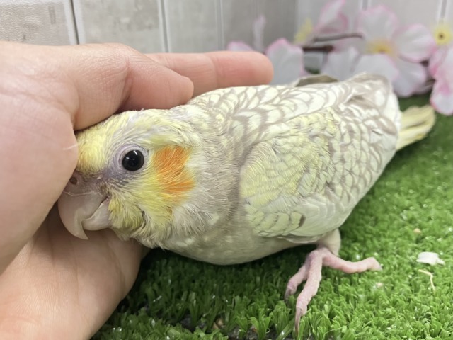 オカメインコ