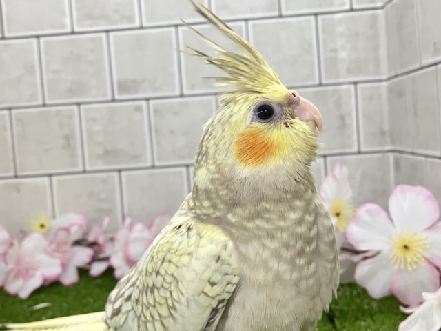 オカメインコ