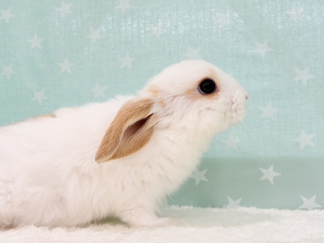 ロップイヤーラビット