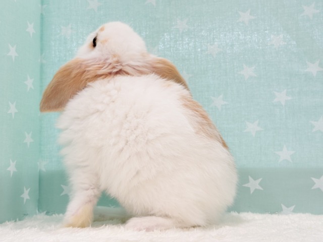 ロップイヤーラビット