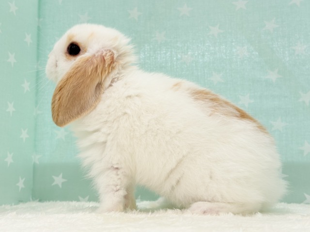 ロップイヤーラビット