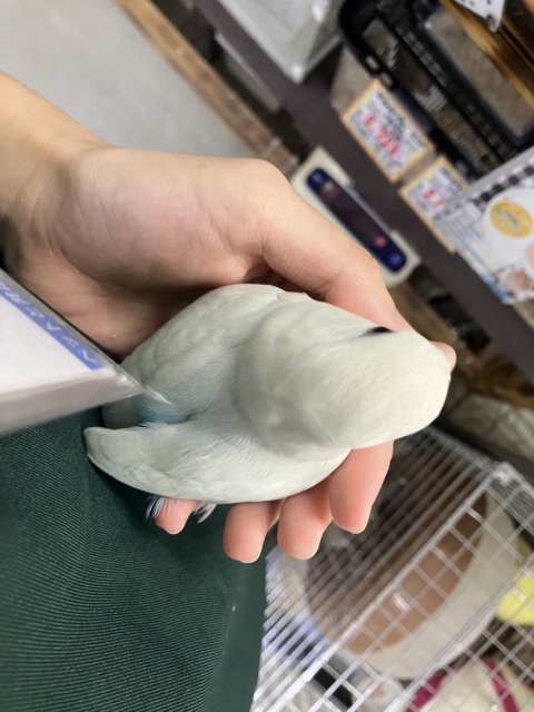 コザクラインコ（小桜インコ）