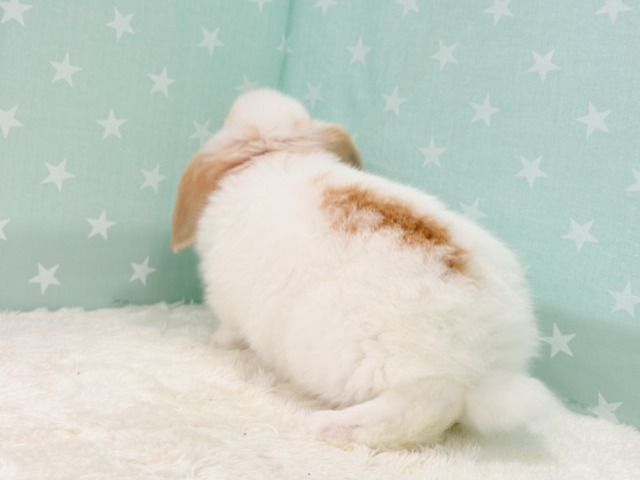 ロップイヤーラビット