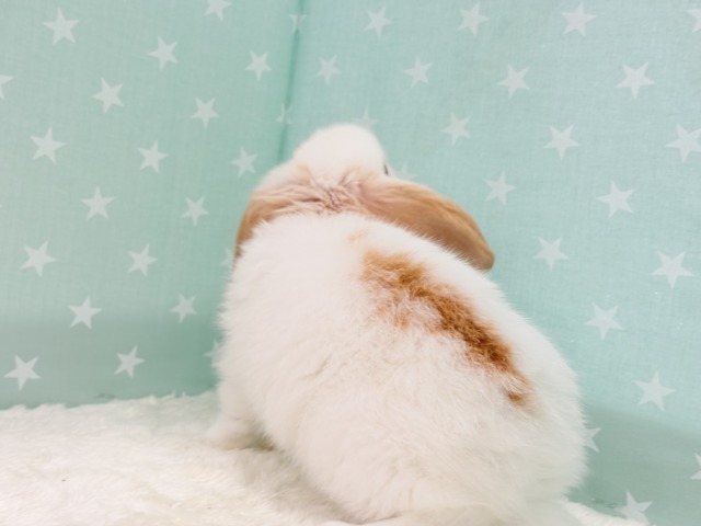 ロップイヤーラビット