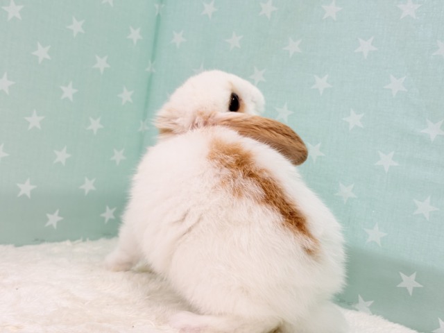 ロップイヤーラビット