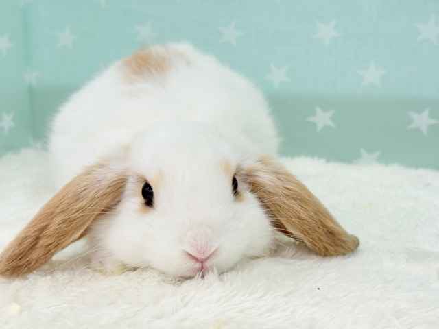 ロップイヤーラビット