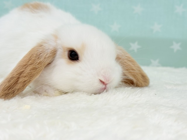 ロップイヤーラビット