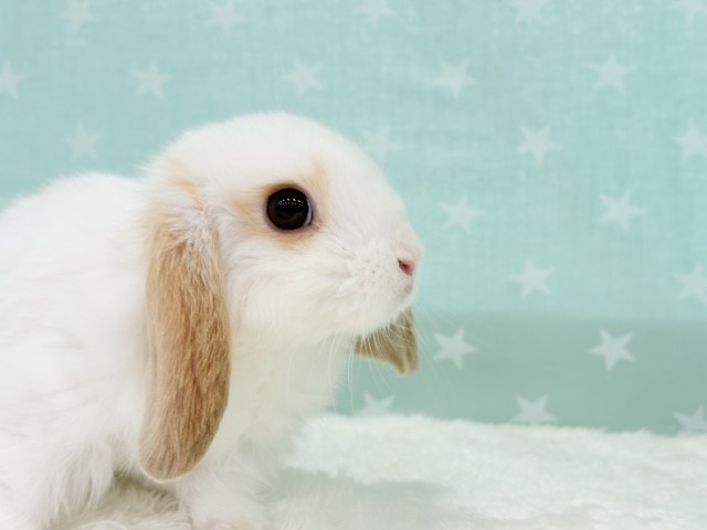 ロップイヤーラビット