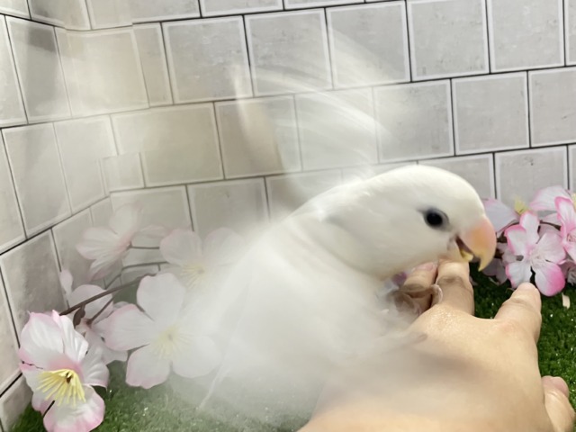 コザクラインコ（小桜インコ）