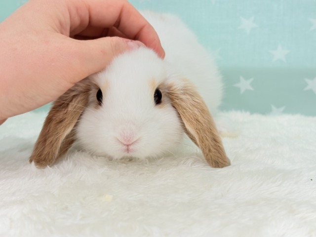 ロップイヤーラビット