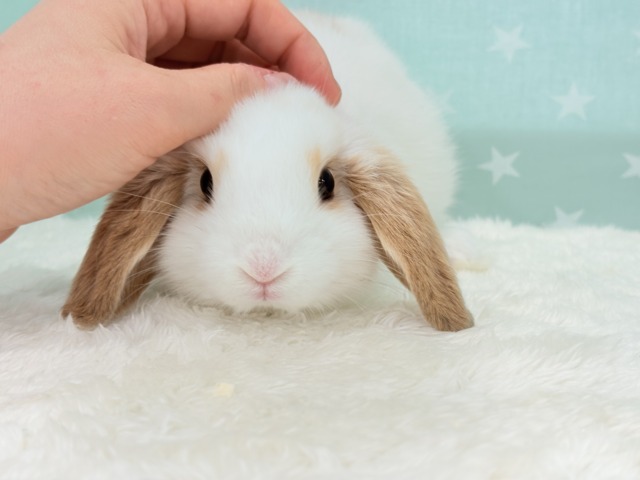 ロップイヤーラビット