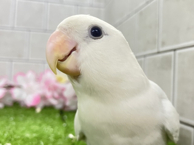 コザクラインコ（小桜インコ）
