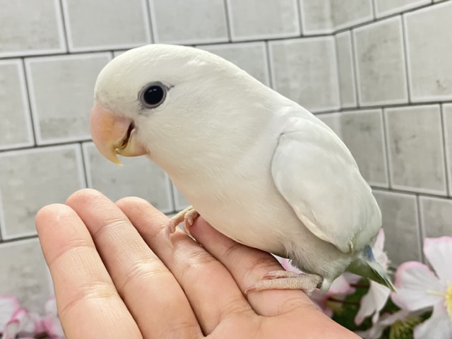 コザクラインコ（小桜インコ）