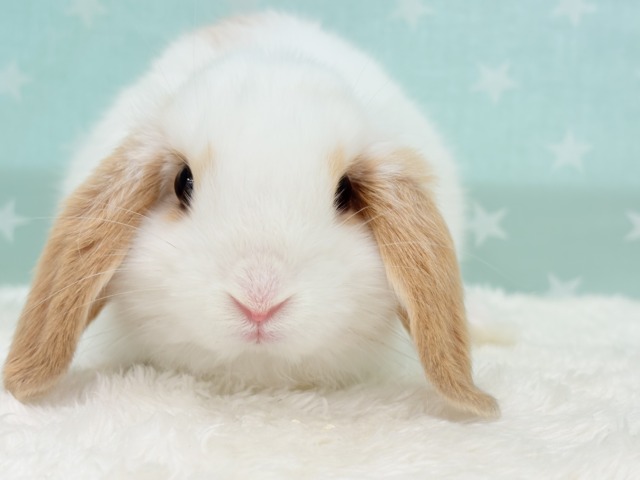 ロップイヤーラビット