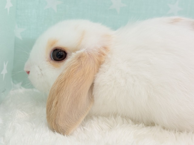 ロップイヤーラビット