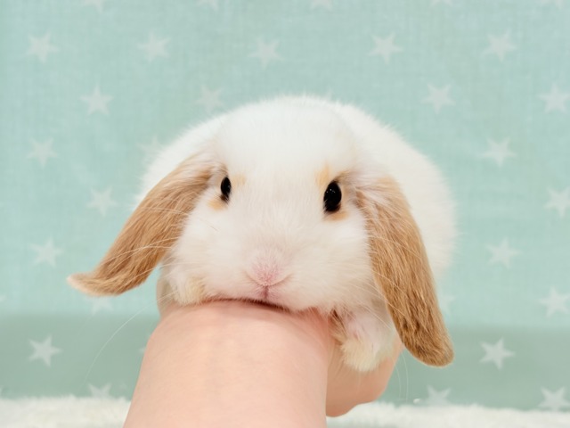 ロップイヤーラビット