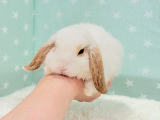 ロップイヤーラビット