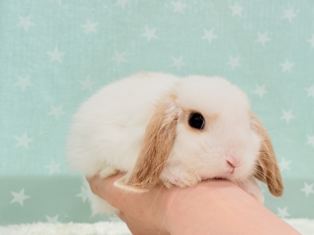 ロップイヤーラビット