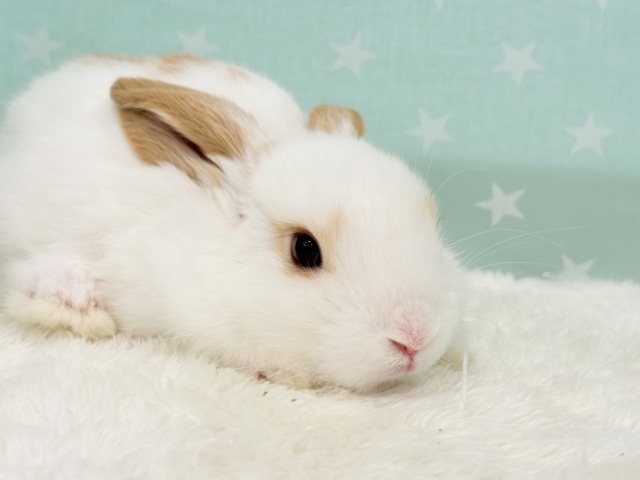 ロップイヤーラビット