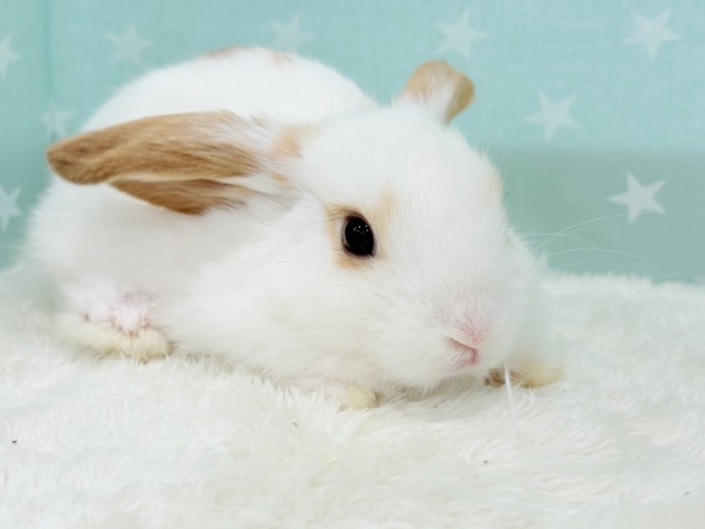 ロップイヤーラビット