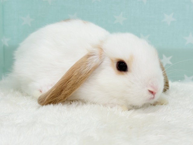 ロップイヤーラビット