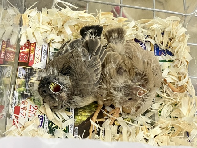 ジャンボキンカチョウ