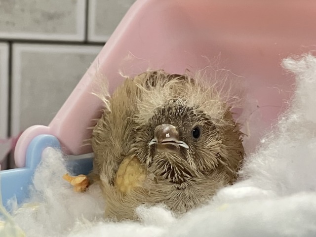 ジャンボキンカチョウ