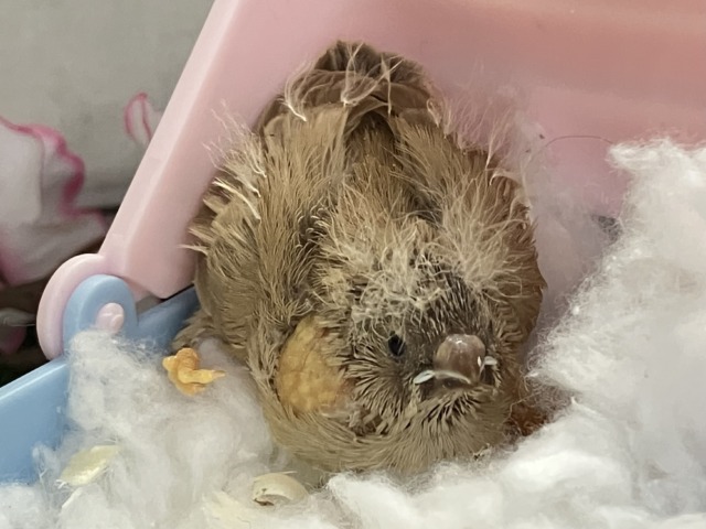 ジャンボキンカチョウ