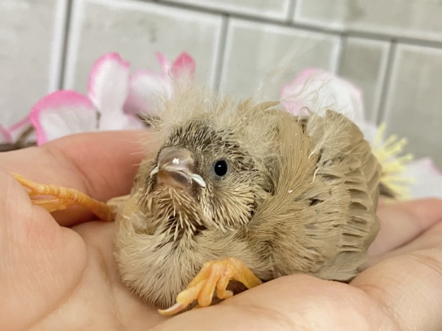 ジャンボキンカチョウ