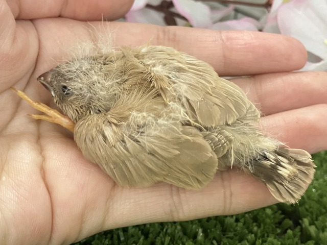 ジャンボキンカチョウ