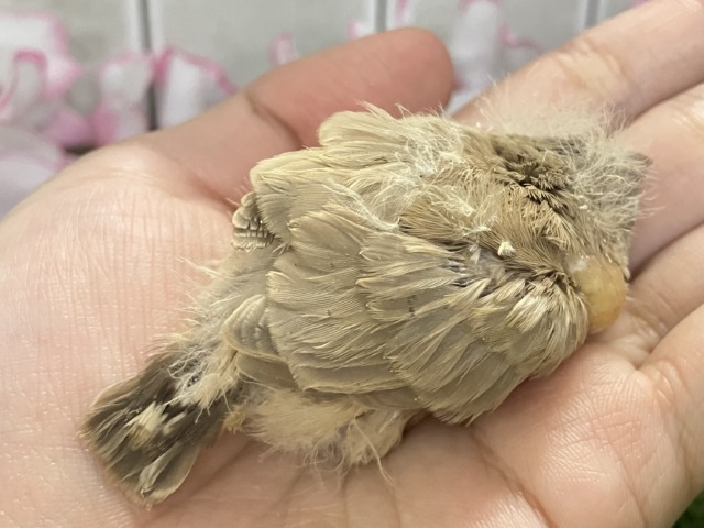 ジャンボキンカチョウ