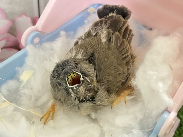 ジャンボキンカチョウ