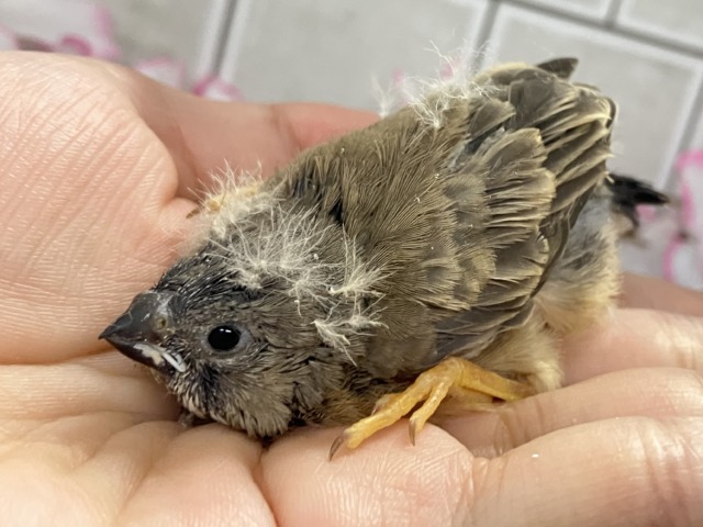 ジャンボキンカチョウ