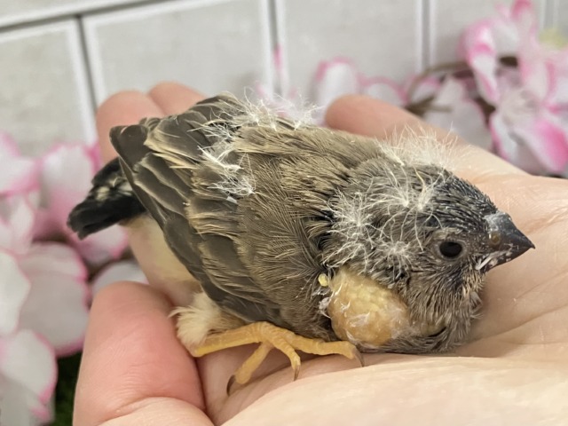 ジャンボキンカチョウ