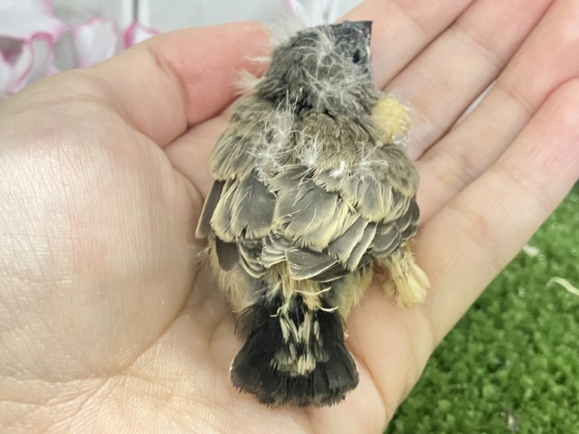 ジャンボキンカチョウ