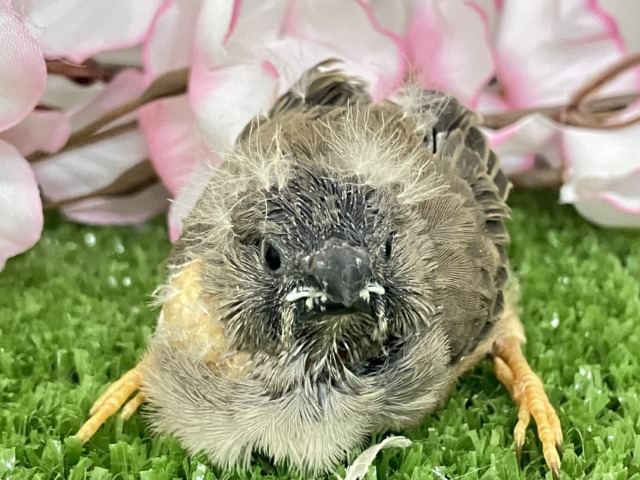 ジャンボキンカチョウ