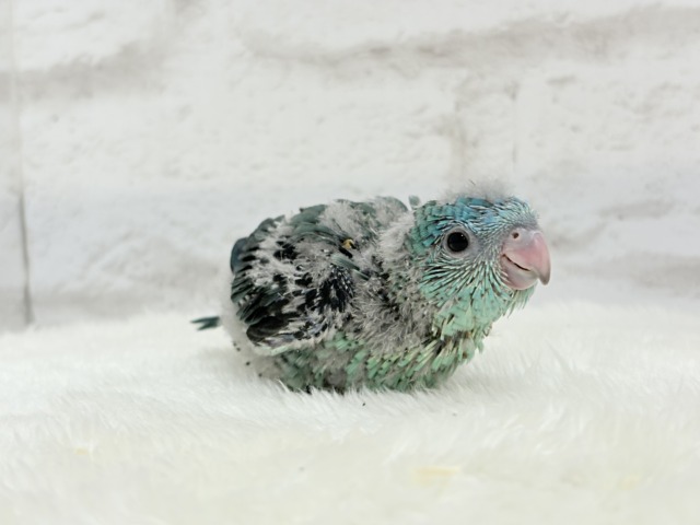 サザナミインコ