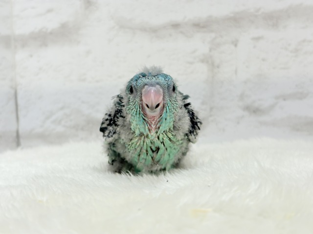 サザナミインコ