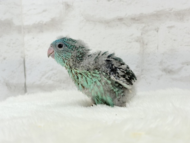 サザナミインコ