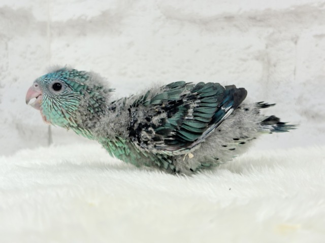 サザナミインコ