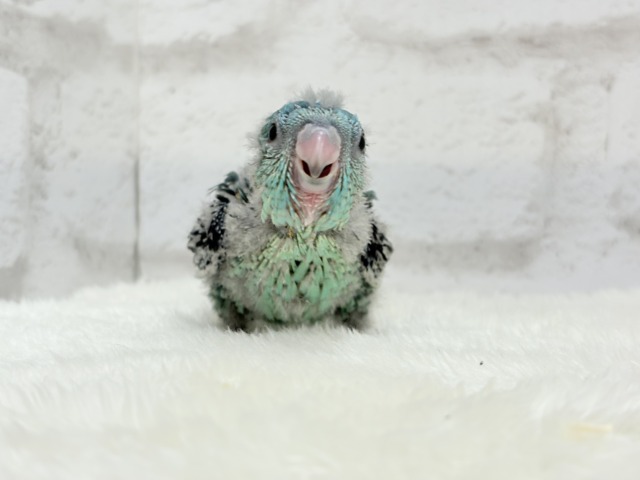 サザナミインコ