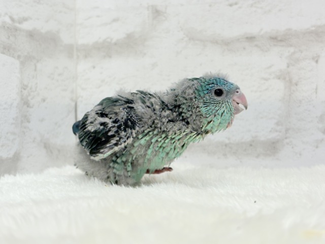 サザナミインコ