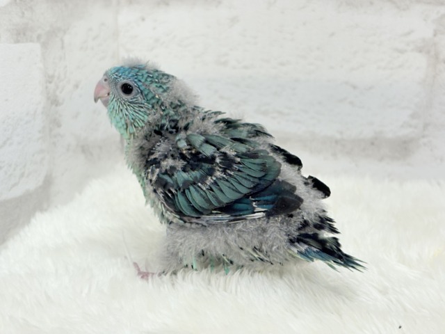 サザナミインコ