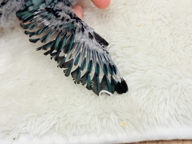 サザナミインコ