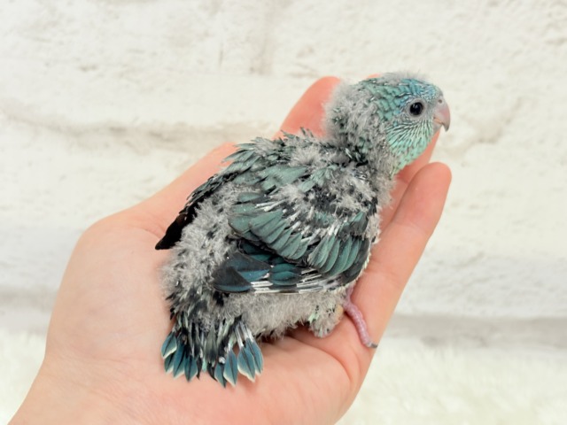 サザナミインコ