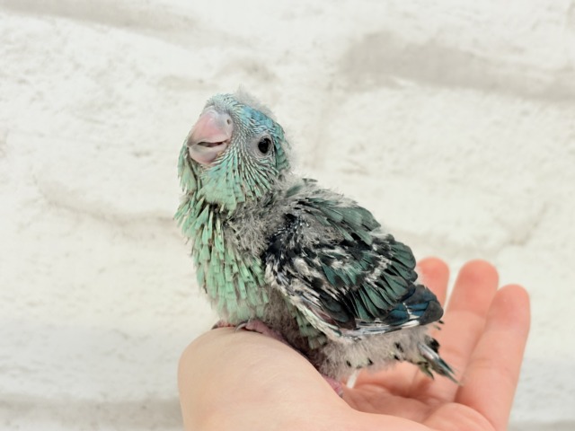 サザナミインコ
