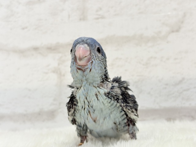 サザナミインコ